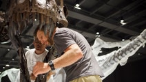 A Jurassic mom's almost certainly painful death is perfectly preserved in a rare fossil skeleton, one of the many unique items that will go on display in the Houston Museum of Natural Science's $ million dinosaur hall when it opens to the public June . We take a first peek at the exhibit.